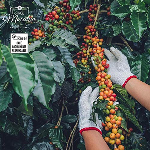 CAFES GUILIS DESDE 1928 AMANTES DEL CAFE Café Colombiano en Grano Arábica Tueste Natural. Finca Mocatán 1 Kilogramo