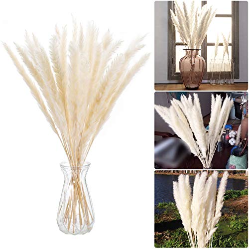 Familybox 30 Pcs Hierba de Pampa Phragmites Communis, Boda y fotografía de Manojo de Flores para la decoración del hogar Pampas Grass Decoracion, 60-75 cm