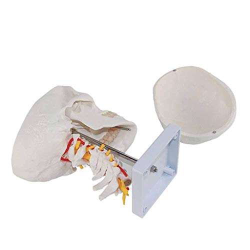 GH-YS Modelo de cráneo de anatomía Humana: Modelos de Ciencia de anatomía Humana, enseñanza médica, Ayuda para el Esqueleto del nervio Cervical, Material de PVC, Ciencia de biología e Instrumento