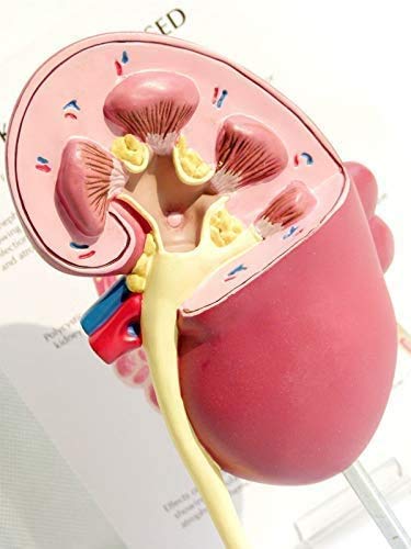 LBYLYH Riñón Humano con el Modelo Adrenal, el Modelo de Enfermedad renal con réplica de la anatomía de la Herramienta de Escritorio Medici Corporal del Paciente renal