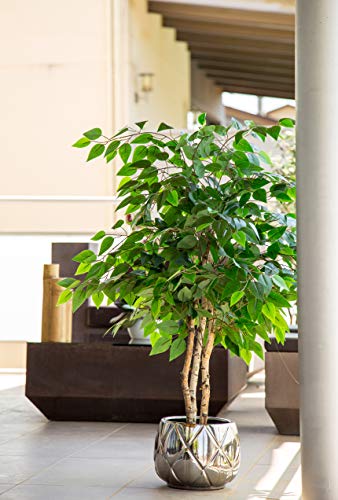 Maia Shop Ficus Troncos Naturales, Elaborados con los Mejores Materiales, Ideal para Decoración de hogar, Árbol, Planta Artificial (105 cm), Mixtos