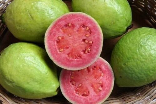 Psidium guineense - guayaba de Brasil - Semillas tropicales raras árbol de la instalación (10)