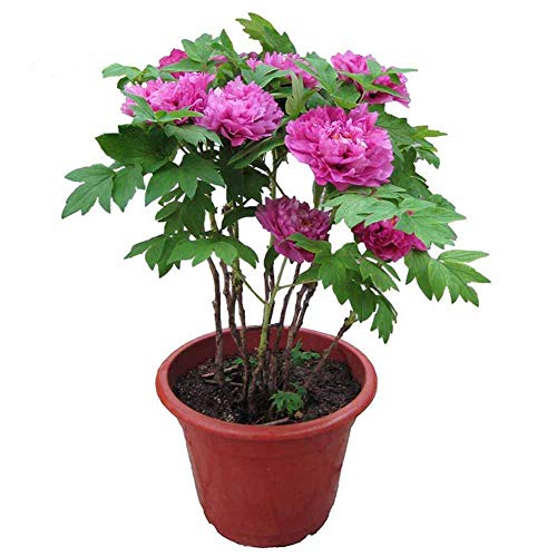 Semillas de peonía herbácea 5+ Paeonia orgánica Lactiflora Pall Flowers Hermosa flora caliente Fuerte fragante Hermosa flor de arbusto para bonsai Balcón Jardín