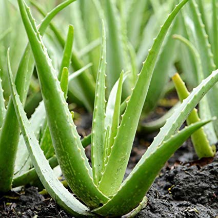 Té de Aloe Vera | Limpiar | Té laxante | Refuerzo del sistema inmunitario | Té de desintoxicación para bajar de peso | 100 bolsitas de té, 200 gramos