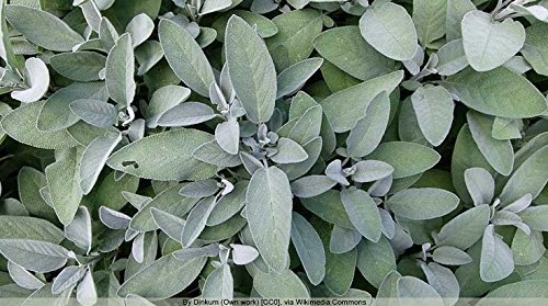 Té de salvia de Hierbas sueltas - 50g (Calidad garantizada)