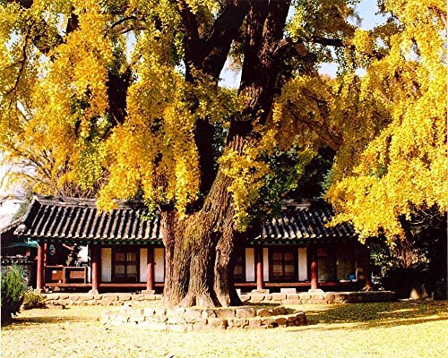 Tree Seeds Online - Gingko Biloba. 10 Fresco no inactivo Semillas - 2 Paquetes