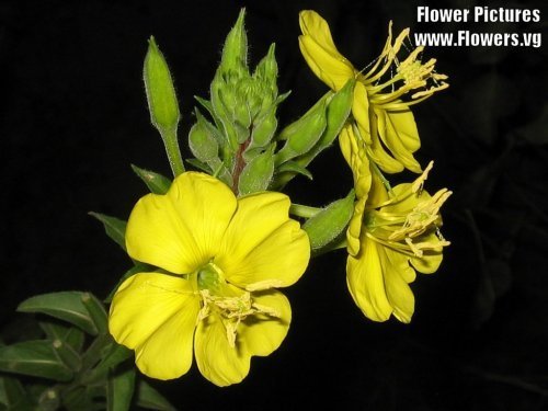 1000 AMARILLO ONAGRA Oenothera lamarckiana Semillas de flores