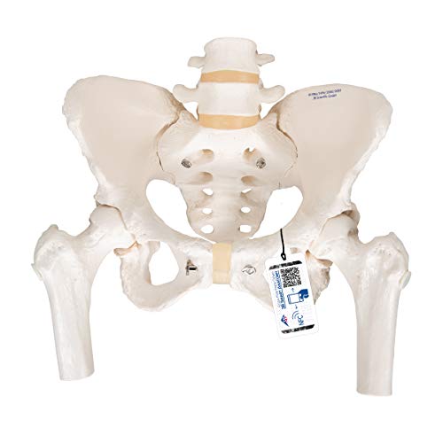 3B Scientific  A62 Modelo de anatomía humana Esqueleto de la Pelvis, femenino, con cabezas de fémur móviles