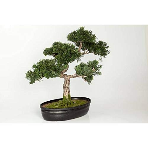 artplants.de Bonsái de Cedro Artificial en Cuenco Decorativo, 230 Ramas, 40cm - Bonsái Decorativo - Bonsai Artificial