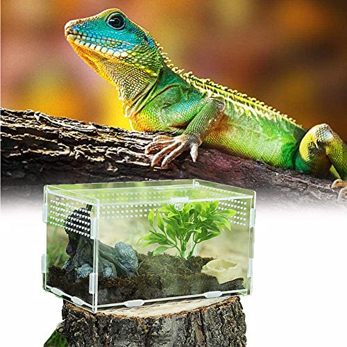 Caja de Alimentación de Insectos, 20X12X12cm Acrílico Transparente Estuche de Cría de Reptiles para Spide, Lagartija, Escorpión, Ciempiés, Rana cornuda, Escarabajo