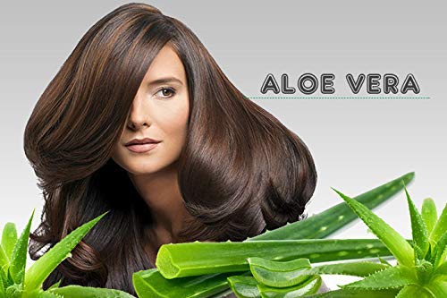 Champú Natural Ecologico con Aloe Vera, Argan, Vitaminas y Queratina (Keratina) con Ceramidas Naturales para Cabello - Pelo Dañado y Seco sin Parabenos Sin Sulfatos Anticaida y Volumen (5000 ml)