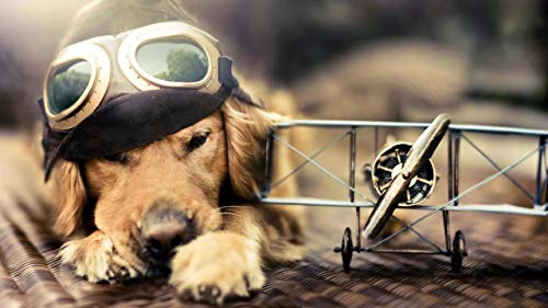 epicurism Perro Piloto Avión Gafas De Sol Sombrero Pintura Digital De Bricolaje por Números Arte Moderno De La Pared Pintura Al óleo Decoración del Hogar