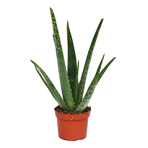 Fantástico Encantadora Aloe Vera planta Excelente Sanación beneficio - Aloe Vera Gel - opción - Aloe Vera, Aloe Vera plantas, Aloe planta, Aloe Vera planta, sanación, Aloe Vera Gel, árbol de hoja perenne, cuidado fácil, tratamiento de la quemaduras cortes