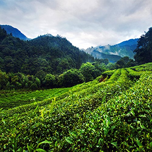 ¡Gran venta! Taiwan High Mountains Nuevo Spring Oolong Tea 250 g (0.55LB), té Tikuanyin, té Tieguanyin, té verde Té verde adelgazante Comida verde