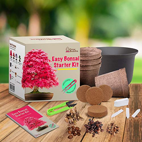 Kit Haga crecer su propio Bonsái - Cultiva fácilmente 4 tipos de árboles Bonsái con nuestro kit de semillas de Bonsái completamente para principiantes - Kit de semilla, Idea única de regalo