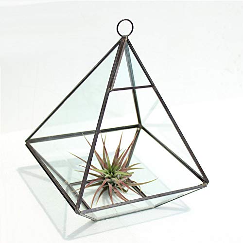 MINGZE terrario geométrico, Cristal, para Plantas suculentas, del Botánico, de la Boda, Tabla (15.5 * 15.5 * 20.5CM, Dorado El Cobre)