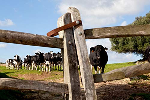 QUESO MAHÓN MENORCA SEMICURADO SON MERCER BAIX (SEMICURADO, PIEZA ENTERA 2,25 kg. aprox.)