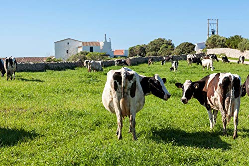 QUESO MAHÓN MENORCA SEMICURADO SON MERCER BAIX (SEMICURADO, PIEZA ENTERA 2,25 kg. aprox.)