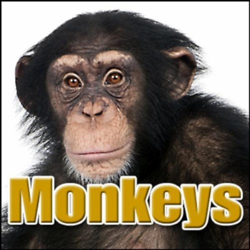 Animal, Monkey - Various Screams, Ape Primates - Monkeys, Chimps, Apes