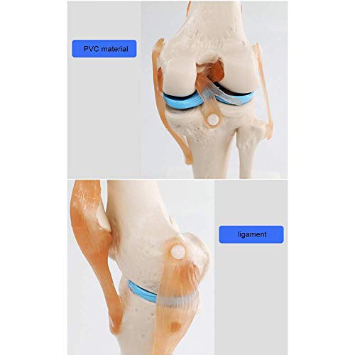 Drohneks Modelo de articulación de Rodilla Humana: Modelo de Sacro de rótula de Esqueleto con ligamentos Que Pueden Doblar para enseñar, Entrenamiento de demostración, clínica de ortopedia