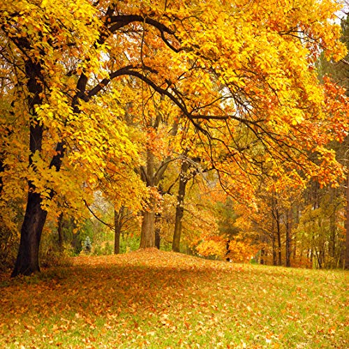 LYWYGG 10x10FT Hojas de Hojas caducas Naturaleza Fondo árbol y Hojas Doradas Paisaje de otoño Vinilo Fondo decúbito Estudio Prop decoración Fiesta Boda recién Nacido CP-63