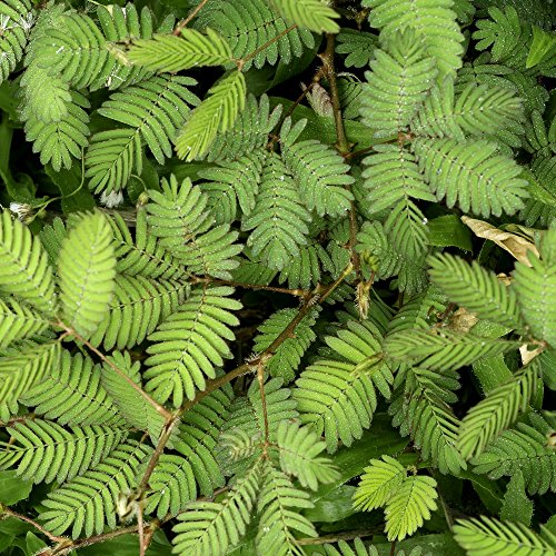 Mimosa, semillas de plantas sensibles - Mimosa pudica