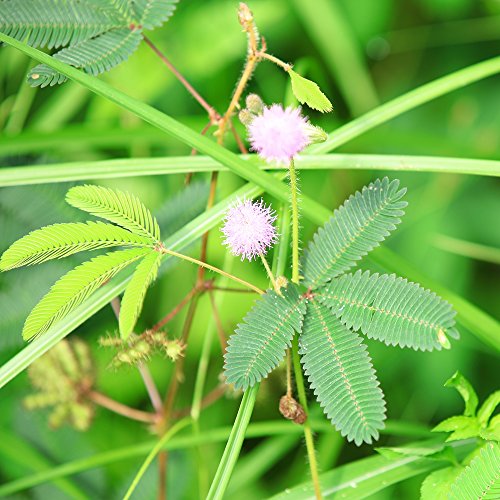 Mimosa, semillas de plantas sensibles - Mimosa pudica