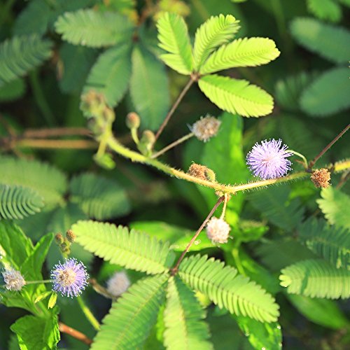 Mimosa, semillas de plantas sensibles - Mimosa pudica