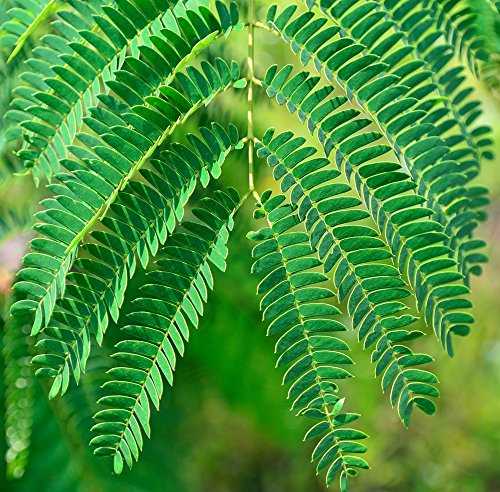 Mimosa, semillas de plantas sensibles - Mimosa pudica