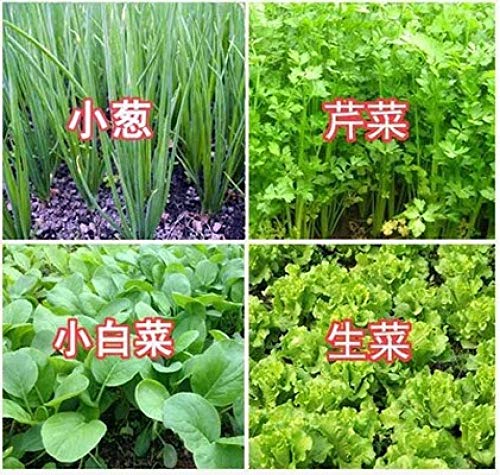 Ornamentales Semillas,Balcón jardín Conjunto de Semillas de hortalizas Colza de Verduras y Frutas-Col China 250,Semillas de Plantas Verdes