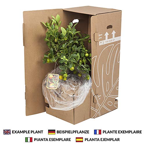 Planta de fruta de Botanicly – Pomelo – Altura: 90 cm – Citrus Paradisi