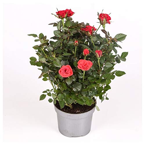 Rosal mini - PACK 4 unidades - maceta 10,5cm. - altura total aprox. 30cm. - planta viva - (envíos sólo a península)