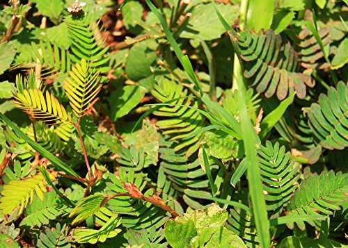 SAFLAX - Sensitiva - 70 semillas - Mimosa pudica