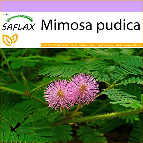 SAFLAX - Sensitiva - 70 semillas - Mimosa pudica