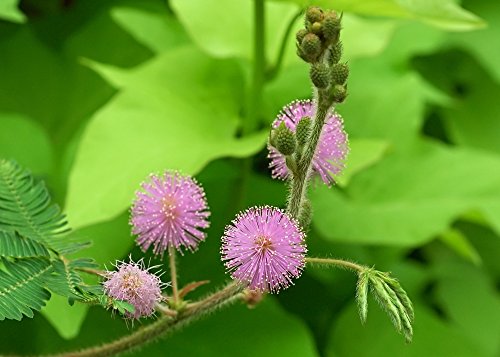 SAFLAX - Sensitiva - 70 semillas - Mimosa pudica