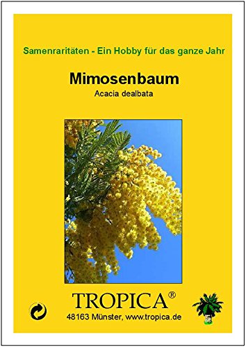 TROPICA - Árbol mimosa/Acacia plata (Acacia dealbata) - 25 semillas- Australia