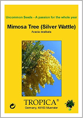 TROPICA - Árbol mimosa/Acacia plata (Acacia dealbata) - 25 semillas- Australia