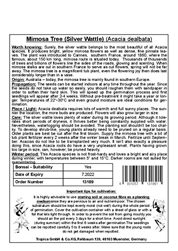 TROPICA - Árbol mimosa/Acacia plata (Acacia dealbata) - 25 semillas- Australia