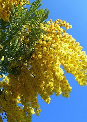 TROPICA - Árbol mimosa/Acacia plata (Acacia dealbata) - 25 semillas- Australia