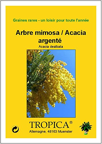 TROPICA - Árbol mimosa/Acacia plata (Acacia dealbata) - 25 semillas- Australia