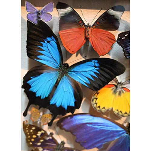 UM UPMALL - Pintura de diamante 5D para manualidades, diseño de mariposas, color azul y negro, 30 x 40 cm