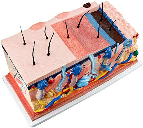 ZYQ Modelo de estructura de la piel, Modelo de anatomia de los recursos de aprendizaje - Modelo humano anatomico cientifico - Modelo de herramienta de demostracion de ensenanza para la escuela de medicina