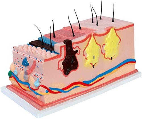 ZYQ Modelo de estructura de la piel, Modelo de anatomia de los recursos de aprendizaje - Modelo humano anatomico cientifico - Modelo de herramienta de demostracion de ensenanza para la escuela de medicina