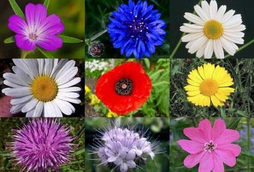 Meadow Wild Flower Seeds Butterfly & BEE Mix 16,000 Poppy Cornflower Oxeye Daisy