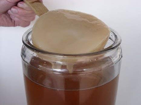 Pack Kéfir de Leche 40g + Kéfir de Agua 100g + Kombucha SCOBY Frescos