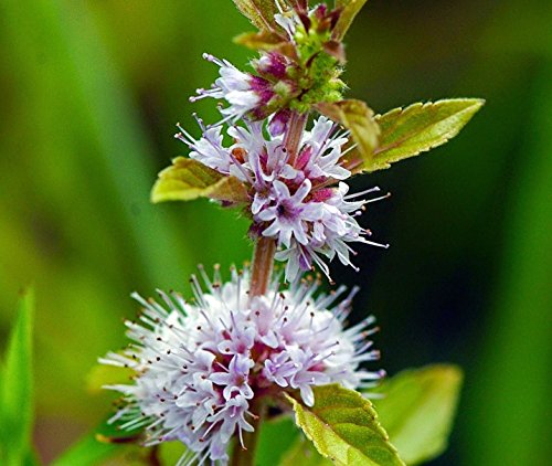 RWS 100 semillas de menta japonesa de curación, Mentha arvensis ssp. haplocalyx, MinzÃ¶lpflanze