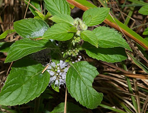 RWS 100 semillas de menta japonesa de curación, Mentha arvensis ssp. haplocalyx, MinzÃ¶lpflanze