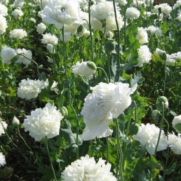 Souked 10PCS Papaver Rhoeas Europe White Corn Poppy Flower Seeds