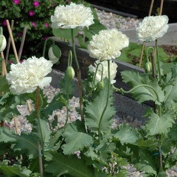 Souked 10PCS Papaver Rhoeas Europe White Corn Poppy Flower Seeds