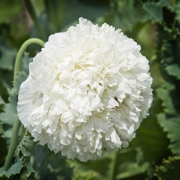 Souked 10PCS Papaver Rhoeas Europe White Corn Poppy Flower Seeds